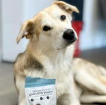  Une femelle Goberian de pelage bicolore allongée sur un sol carrelé, la tête inclinée d’un côté, et qui semble détendue.