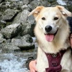 Photo d’un Goberian bicolore assis sur des rochers, la langue légèrement pendante, et qui porte un harnais noir.