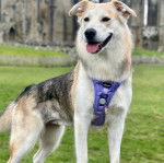 Un Goberian de pelage bicolore, debout sur des pierres, la langue légèrement pendante hors de sa gueule et portant un harnais bleu.