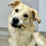 Un Goberian au pelage bicolore, allongé en tenant un objet dans sa gueule et semblant détendu.