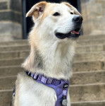 Un Goberian assis sur des escaliers, la langue légèrement pendante et qui porte un harnais autour du cou.
