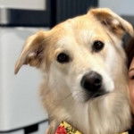 Photo d’un Goberian aux oreilles tombantes et au pelage bicolore, qui semble triste.