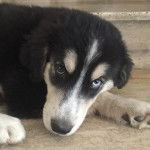 Un Goberian à pelage bicolore aux oreilles tombantes allongé en regardant la caméra.