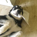 Un Goberian au pelage bicolore, allongé sur le dos et tenant une feuille dans sa gueule