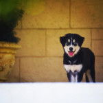 Photo d’un Goberian au pelage bicolore, debout avec sa langue légèrement pendante hors de sa bouche.