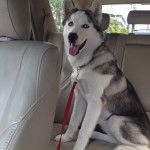 Un Goberian à pelage bicolore assis sur un siège, avec sa langue qui pend hors de sa gueule et qui est retenue par une laisse noire.
