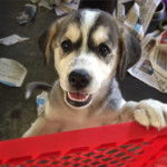 Un Goberian au pelage bicolore, aux oreilles tombantes, qui se tient debout en ouvrant légèrement la gueule