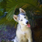 Un Goberian à pelage bicolore, assis et inclinant la tête de côté avec la langue pendante hors de sa gueule