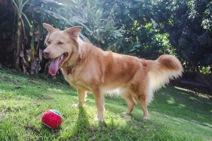 Un Goberian au pelage fauve et aux yeux miel, jouant avec une balle dans un jardin