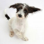 Gros plan d'un Jack-A-Poo au pelage bicolore, assis et regardant vers la caméra