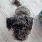 Un Jack-A-Poo assis sur un plancher en bois, et regardant vers la caméra 