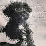 Un Jack-A-Poo au pelage bicolore, assis sur un plancher en bois et tenu par les mains d'une personne