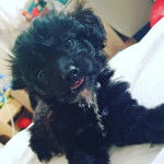 Un Jack-A-Poo au pelage bicolore, allongé sur un drap blanc et ouvrant légèrement la gueule