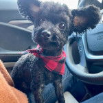 Un Jack-A-Poo au pelage noir, assis sur les cuisses d'une personne dans un véhicule et portant un foulard à carreaux