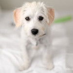 Gros plan d'un Jack-A-Poo au pelage bicolore, regardant la caméra et portant un collier autour du cou