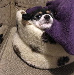 Un Jack-A-Poo au pelage tricolore, assis sur un canapé et portant une couverture 