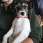 Un Jack-A-Poo au pelage bicolore, assis dans les bras d'une personne et portant un collier autour du cou