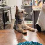 Un Jack-A-Poo au pelage bicolore, ayant ses pattes avant posées sur une table et portant un collier autour du cou.