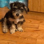 Un Jack-A-Poo au pelage bicolore, assis sur un plancher en bois et regardant vers la caméra 