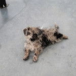 Un Jack-A-Poo au pelage tricolore, allongé au sol et semblant détendu 