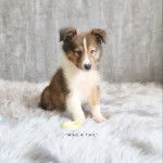 Gros plan d'un Jack-A-Poo au pelage bicolore, assis sur une touffe de poils et ayant la tête légèrement  baissée