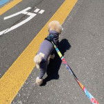 Un Jack-A-Poo vêtu d'un habit pour chien, marchant sur une route et qui est tenu en laisse 