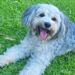 Un Jack-A-Poo au pelage bicolore, allongé sur un terrain herbeux et tirant légèrement la langue