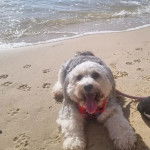 Un Jack-A-Poo au pelage bicolore, allongé au bord d'une mer, portant un harnais et qui est tenu en laisse