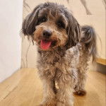 Un Jack-A-Poo au pelage tricolore ,debout sur un plancher en bois et tirant légèrement la langue