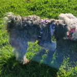 Un Jack-A-Poo au pelage bicolore, debout sur un terrain herbeux, portant un harnais et semblant jouer avec un autre chien