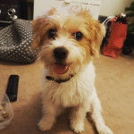 Un Jack-A-Poo au pelage bicolore, assis à l'intérieur d'une pièce, tirant la langue et portant un collier autour du cou