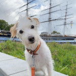 Un Jack-A-Poo au pelage blanc, debout sur un murêt en pierre et qui est tenu en laisse 