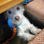 Un Jack-A-Poo au pelage blanc, debout sous une table regardant et qui est tenu en laisse