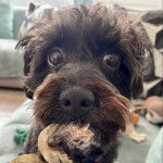 Un Jack-A-Poo au pelage bicolore, regardant la caméra et ayant un morceau de viande dans la gueule 