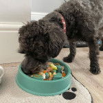 Un Jack-A-Poo au pelage bicolore, debout sur un plancher en bois, portant un collier autour du cou et mangeant dans sa gamelle 