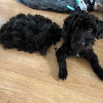 Un Jack-A-Poo au pelage bicolore, allongé sur un plancher de bois et regardant vers la caméra 