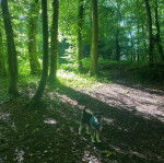 Un Jack-A-Poo au pelage bicolore, debout sur ses quatre pattes à l'intérieur d'une forêt et portant un harnais