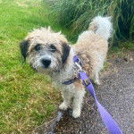 Un Jack-A-Poo au pelage tricolore, debout sur un sol goudronné et qui est tenu en laisse 