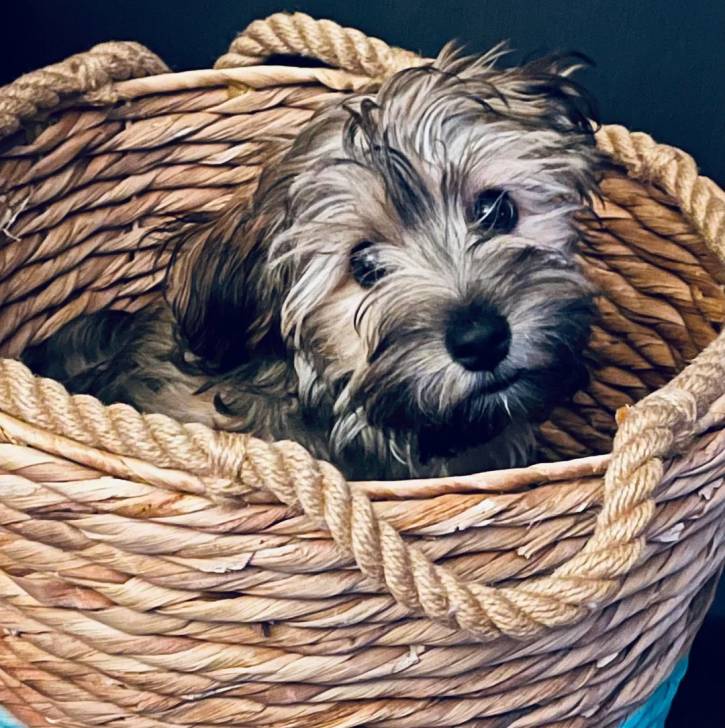 Un Jack-A-Poo au pelage tricolore,assis dans un panier et regardant vers la caméra