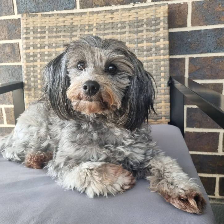 Un Jack-A-Poo au pelage tricolore, allongé sur une chaise et regardant vers la caméra