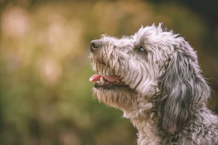 Un gros plan d’un Jack-A-Poo au pelage bouclé gris, dans un jardin