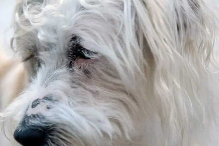 Profil d'un Jack-A-Poo au pelage blanc