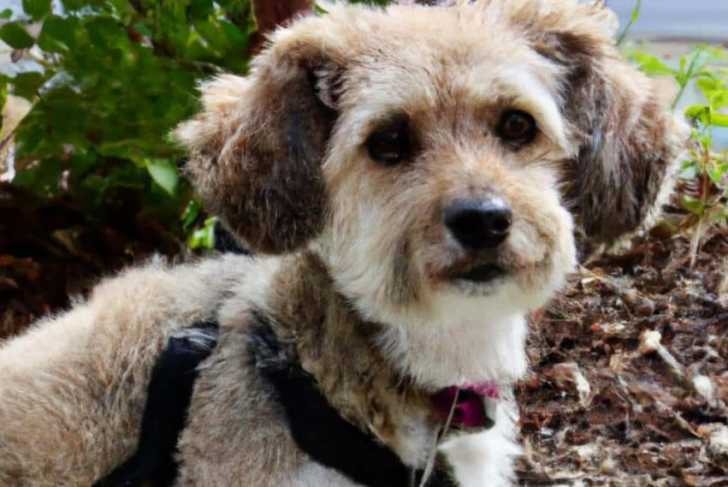 Un Jack-A-Poo au pelage tricolore, portant un harnais et regardant vers la caméra