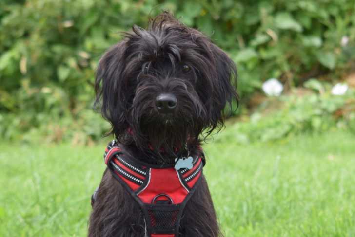 Un Jack-A-Poo au pelage noir, portant un harnais et regardant vers la caméra