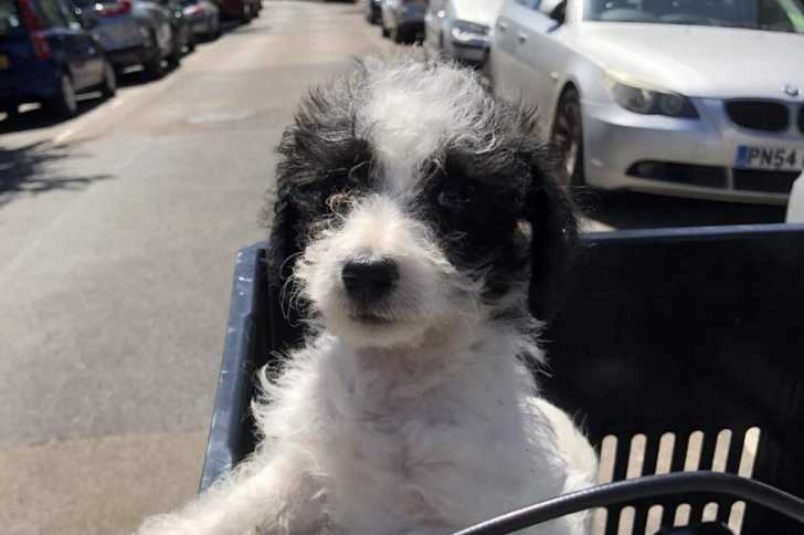 Un Jack-A-Poo au pelage bicolore, dans un panier en plastique et regardant vers la caméra
