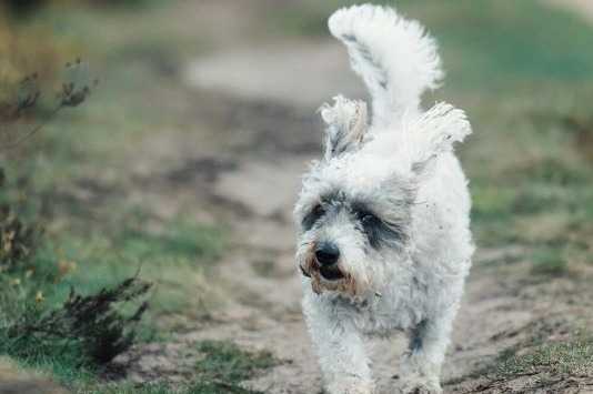 Un Jack-A-Poo au pelage bicolore, marchant sur un sentier et ayant la gueule légèrement ouverte.
