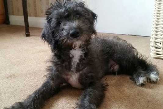 Un Jack-A-Poo au pelage bicolore, allongé sur une moquette et regardant vers la caméra 