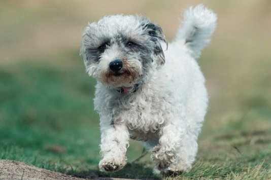 Un Jack-A-Poo au pelage bicolore, courant sur un terrain herbeux