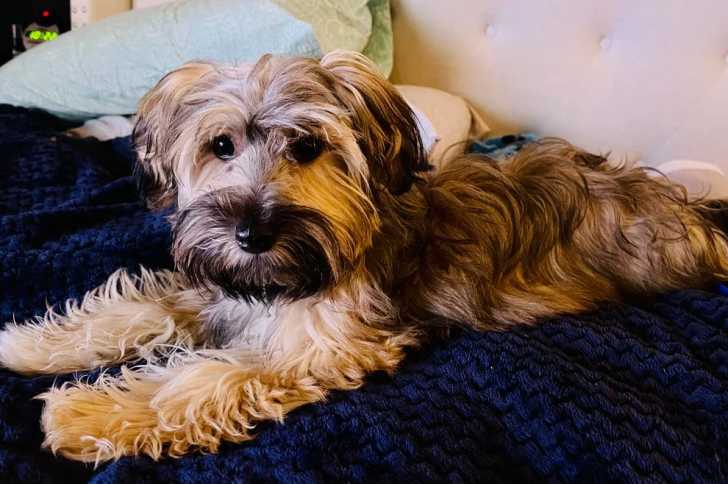 Un Jack-A-Poo au pelage tricolore, allongé sur un lit et regardant vers la caméra 