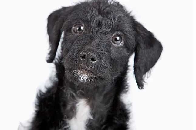 Plan large d'un Jack-A-Poo au pelage bicolore, regardant vers la caméra 